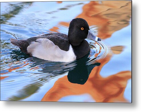 Ring-necked Duck Metal Print featuring the photograph Ring-Necked Duck by Shoal Hollingsworth