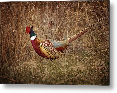 Pheasants Metal Print featuring the photograph Ring Necked Pheasant by Susan Rissi Tregoning