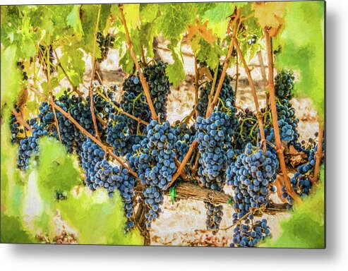 California Metal Print featuring the photograph Ripe Grapes on Vine by David Letts
