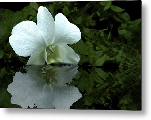 Flower Metal Print featuring the photograph Ripples by Mike Stephens