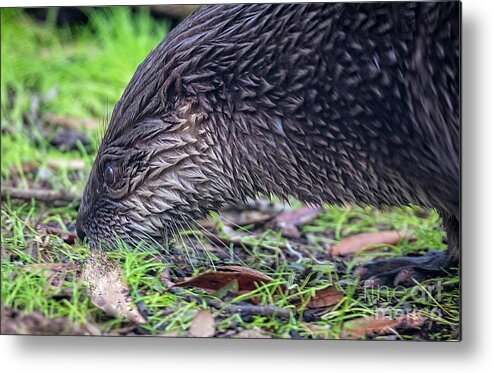Nature Metal Print featuring the photograph River Otter Astray by DB Hayes