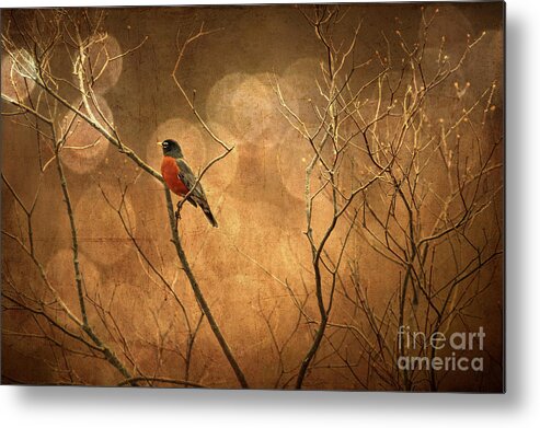 Robin Metal Print featuring the photograph Robin by Lois Bryan