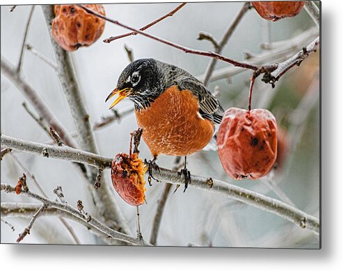 Robin Red Breast 3 Metal Print featuring the photograph Robin Red Breast 3 by Marty Saccone