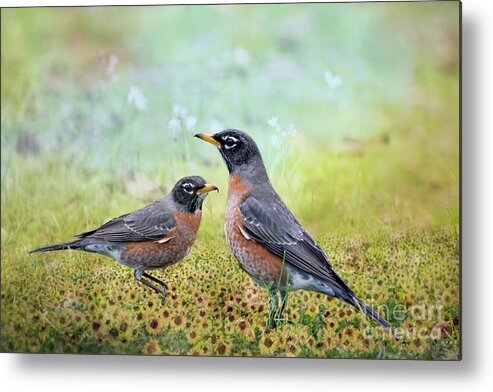 American Robins Metal Print featuring the photograph Robins, Heralds of Spring by Bonnie Barry