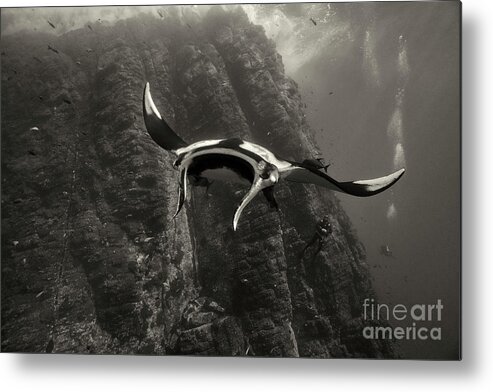 Giant Pacific Manta Ray Metal Print featuring the photograph Roca Partida Encounter by Aaron Whittemore