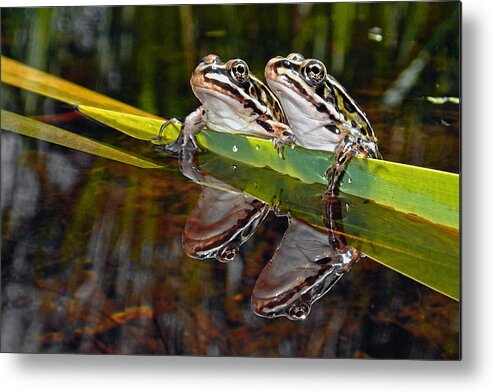 Northern Leopard Frog Metal Print featuring the photograph Romance amongst the frogs by Asbed Iskedjian