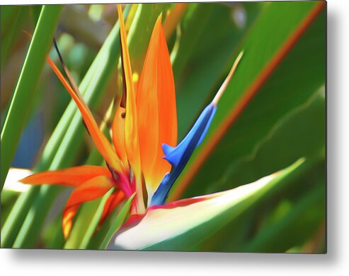 Flower Metal Print featuring the photograph Romantic Skies Bird of Paradise by Aimee L Maher ALM GALLERY