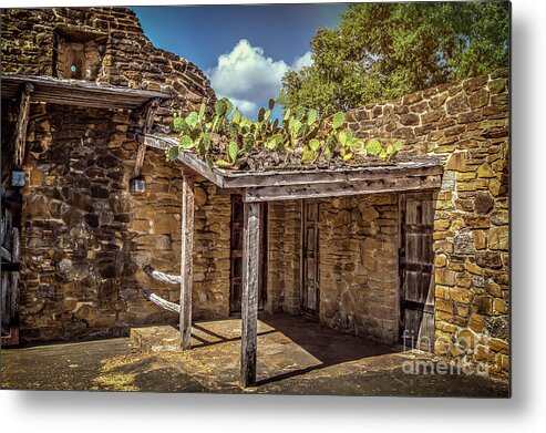 San Antonio Metal Print featuring the photograph Roof Cacti by Franz Zarda