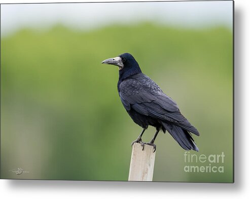 Rook Metal Print featuring the photograph Rook by Torbjorn Swenelius