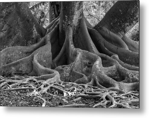 susan Molnar Metal Print featuring the photograph Roots Eleven by Susan Molnar