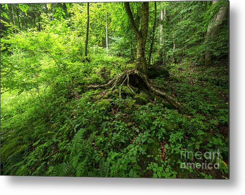 Birch Tree Metal Print featuring the photograph Roots in West Virginia by Thomas R Fletcher