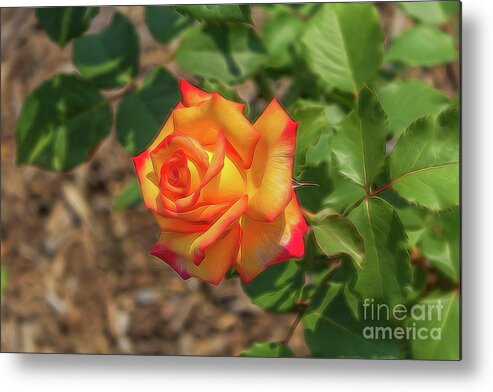  Rosa Peace Metal Print featuring the photograph Rosa Peace by Jim Lepard