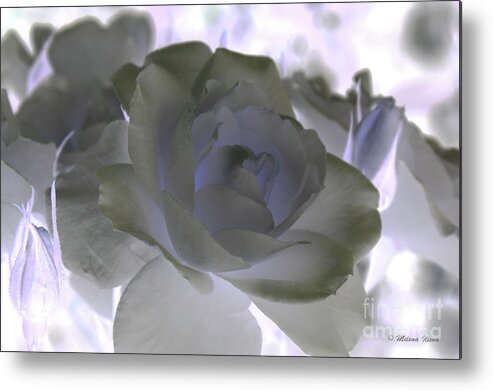White Metal Print featuring the photograph Rose Art by Milena Ilieva