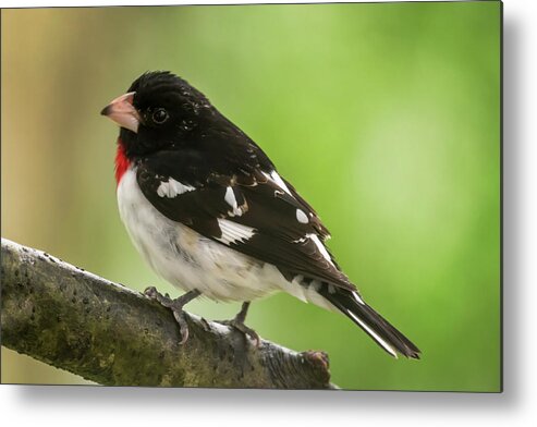 Rose-breasted Grosbeak Male Perched New Jersey Metal Print featuring the photograph Rose-breasted Grosbeak Male Perched New Jersey by Terry DeLuco
