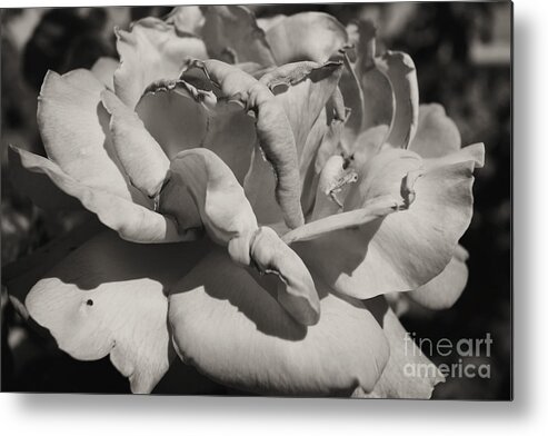 Rose Metal Print featuring the photograph Rose by Cassandra Buckley