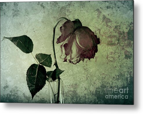 Rose Metal Print featuring the photograph Rose Flower In A Vase 4 by Heiko Koehrer-Wagner