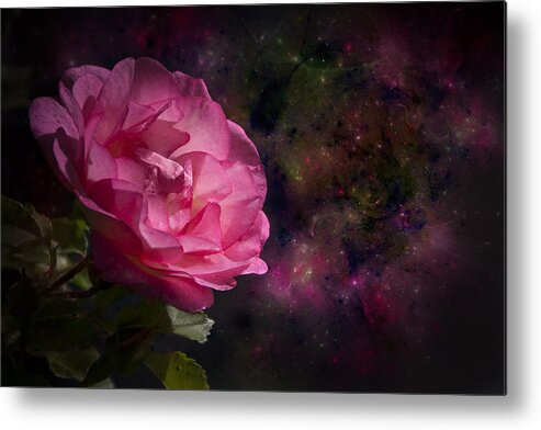 Rose Metal Print featuring the photograph Rose by Michele A Loftus