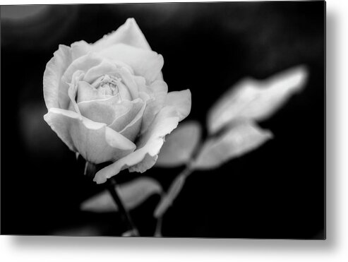 Colorado Metal Print featuring the photograph Rose by Norman Reid