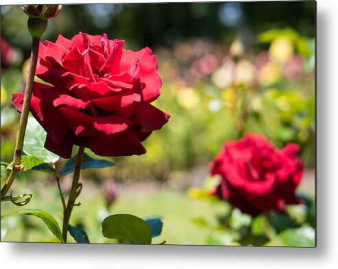 Rose Metal Print featuring the photograph Rose by Richie White