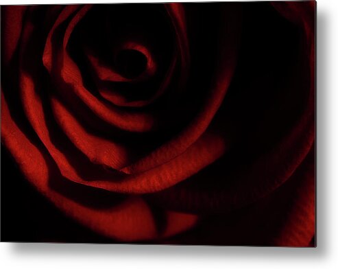 Rose Metal Print featuring the photograph Rose Series 3 Red by Mike Eingle