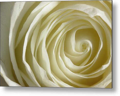 Rose Metal Print featuring the photograph Rose Series 4 White by Mike Eingle