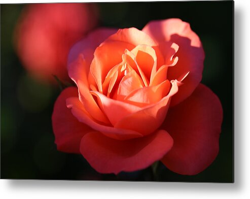 Rose Metal Print featuring the photograph Rose with a Glow by Tammy Pool