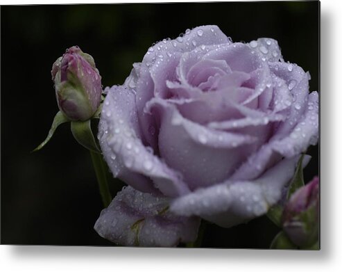 Rosebud Metal Print featuring the photograph Rosebud by DArcy Evans