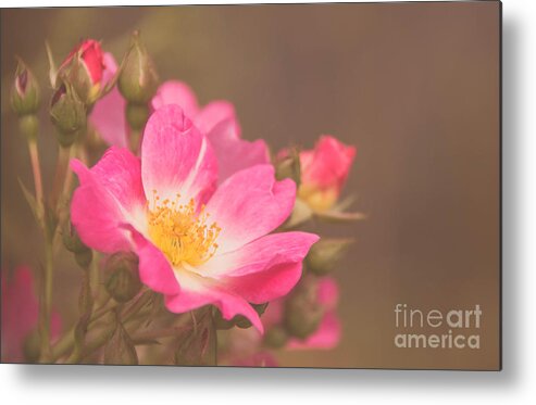 Single Metal Print featuring the photograph Roses 3 by Andrea Anderegg