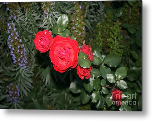 Rose Metal Print featuring the photograph Roses Among by Cynthia Marcopulos