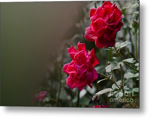 Rose Metal Print featuring the photograph Roses by Charuhas Images