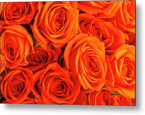 Valentine Metal Print featuring the photograph Roses in Orange by Teri Virbickis