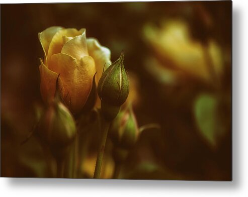 Yellow Metal Print featuring the photograph Roses by Plamen Petkov