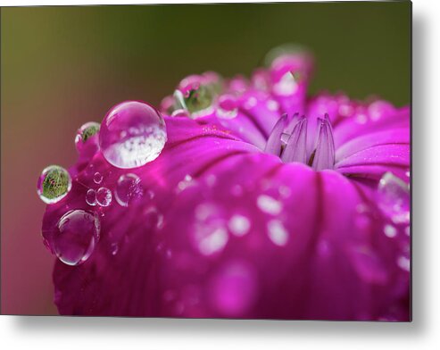 Astoria Metal Print featuring the photograph Rosy Campion by Robert Potts