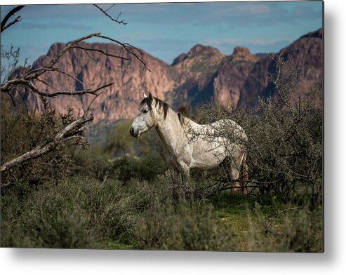 Wild Horses Metal Print featuring the photograph Rough, Proud, and Free by American Landscapes