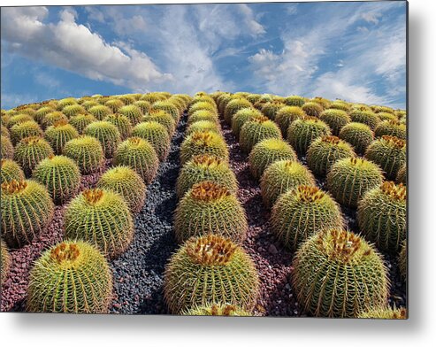 Arizona Metal Print featuring the photograph Rows of Cacti up Hill.jpg by Darryl Brooks