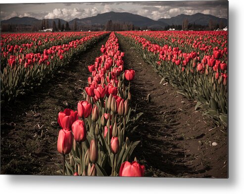 Nature Metal Print featuring the photograph Rows of Red by Judy Wright Lott