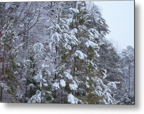 Winter Metal Print featuring the photograph Royal Pines by Ali Baucom