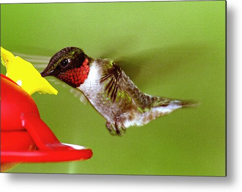 Humming Bird Metal Print featuring the photograph Ruby-Throated Hummingbird at Feeder by Alan Lenk