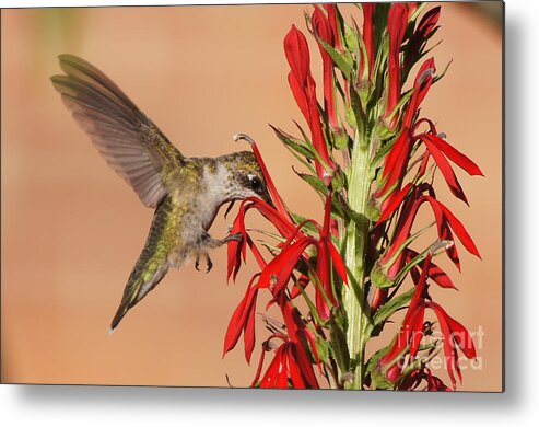 20150720-15568_v1-hbird Metal Print featuring the photograph Ruby-Throated Hummingbird Dining on Cardinal Flower by Robert E Alter Reflections of Infinity
