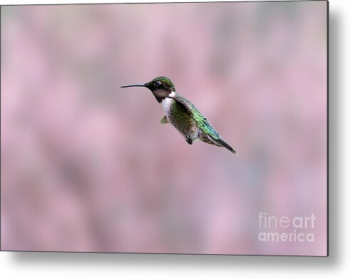 Green And Red Metal Print featuring the photograph Ruby-throated Hummingbird flying by by Dan Friend
