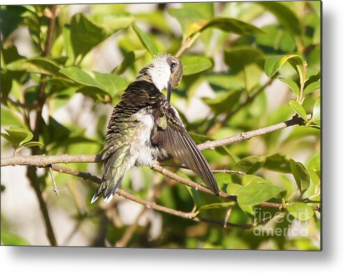 20150722-15639_v1-hbirdpreening Metal Print featuring the photograph Ruby-throated Hummingbird Preening 1 by Robert E Alter Reflections of Infinity
