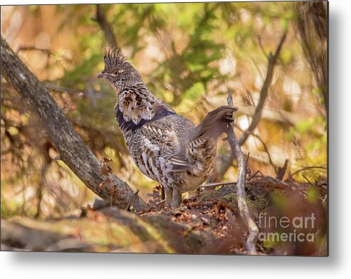 Wildlife Metal Print featuring the photograph Ruffed Grouse Partridge -9211 by Norris Seward