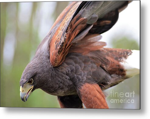 Harris's Hawk Metal Print featuring the photograph Ruffled Feathers by Kathy Kelly