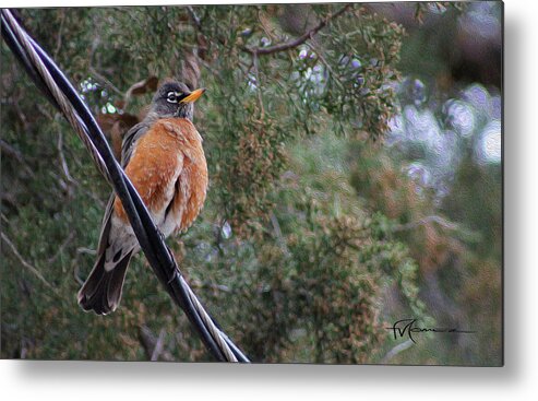 Outdoor Images Metal Print featuring the photograph Ruffling Robin by Felipe Gomez