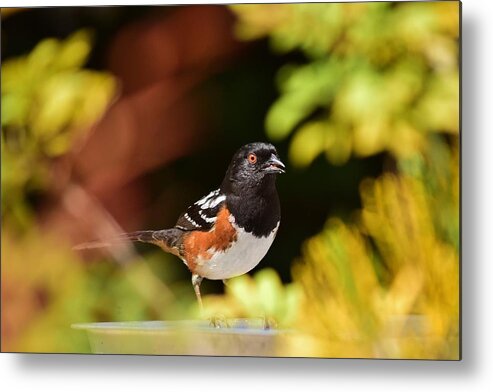 Linda Brody Metal Print featuring the photograph Spotted Towhee 1 by Linda Brody