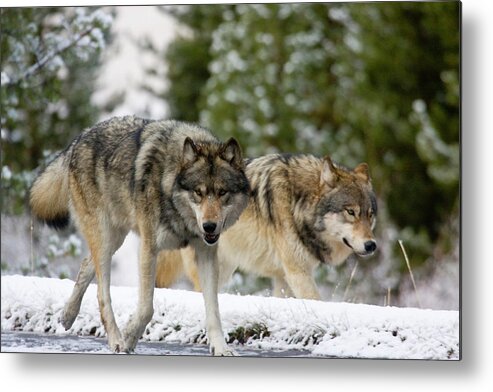 Wild Wolves Metal Print featuring the photograph Running with the Pack by Mark Miller