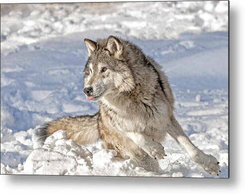 Wolf Metal Print featuring the photograph Running Wolf by Scott Read