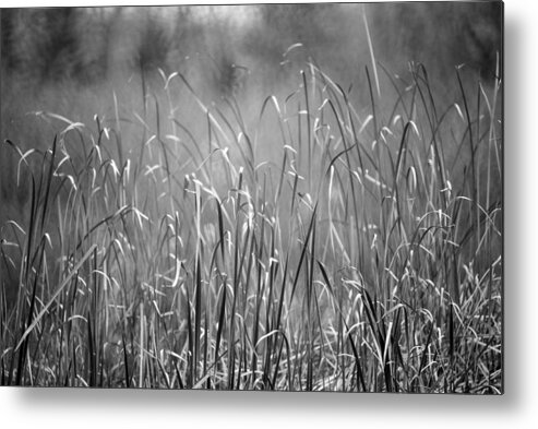 Rushes Metal Print featuring the photograph Rushes by Mike Evangelist