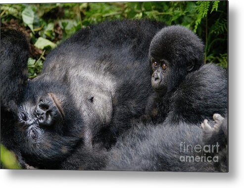 Gorilla Beringei Metal Print featuring the photograph Rwanda_d150 by Craig Lovell