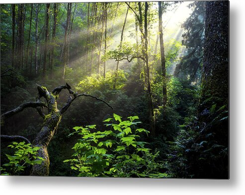 Light Metal Print featuring the photograph Sacred Light by Chad Dutson